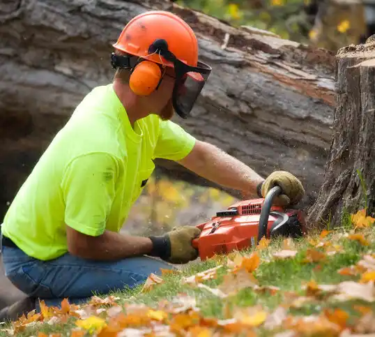 tree services New Brighton